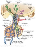 Hypophyseal Portal System