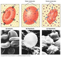 Osmotic flow across a cell membrane