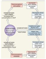 Homeostatic Regulation of Sodium Ion Concentrations