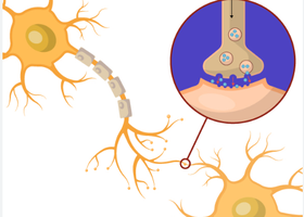 Diagram of synaptic transmission