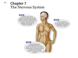 Diagram of nervous system functions and structure