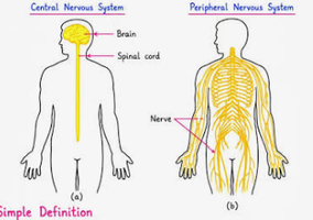Simple diagram of CNS and PNS