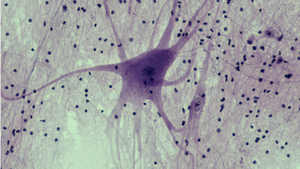 Microscopic image of neuron