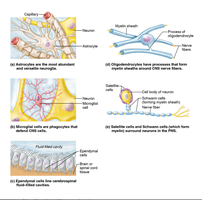 Illustrations of neuroglia types