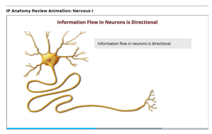 Diagram showing directional flow in neuron