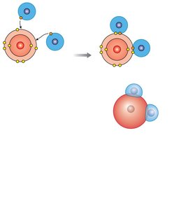 Polar covalent bonds in water