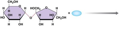 Hydrolysis of sucrose