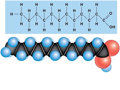 Structure of lauric acid (fatty acid)