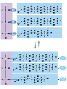Triglyceride formation and hydrolysis