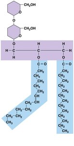 Glycolipid structure