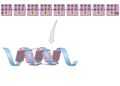 Primary and secondary protein structure (alpha helix)