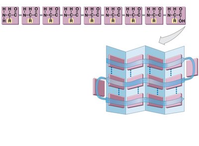 Primary and secondary protein structure (beta sheet)