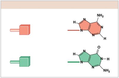 Purine bases: adenine and guanine