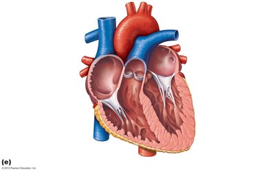 Frontal section of the heart, internal anatomy
