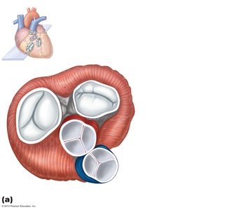 Heart valves, anterior view