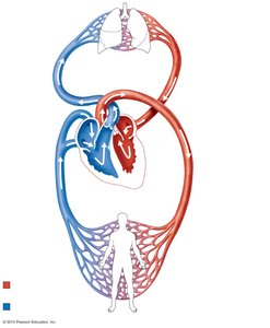 Systemic and pulmonary circuits diagram