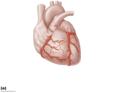 Major coronary arteries