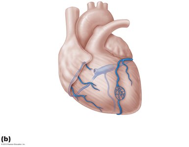 Major cardiac veins