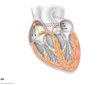 Intrinsic cardiac conduction system