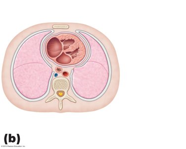 Heart in the mediastinum, inferior view