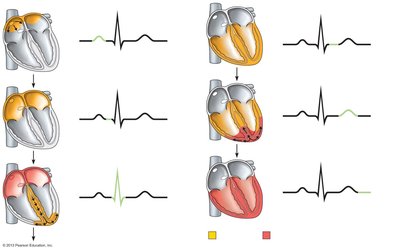 Sequence of depolarization and repolarization related to ECG