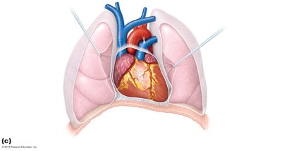 Heart in the mediastinum, anterior view