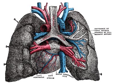 Heart and lungs, Gray's Anatomy