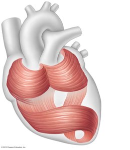 Cardiac muscle bundles in the myocardium