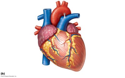 Anterior view of the heart with labeled vessels