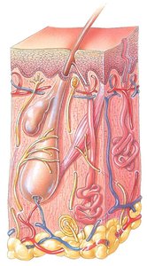 Diagram of hair and surrounding structures
