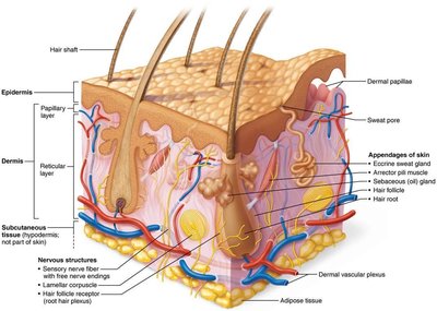 Diagram of skin structure showing epidermis, dermis, hypodermis, and associated structures