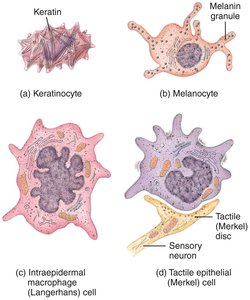 Illustration of keratinocyte, melanocyte, dendritic cell, and tactile epithelial cell
