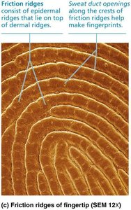 Friction ridges of fingertip