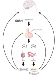Estrogen pathway and bone health