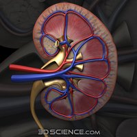 Kidney cross-section showing blood vessels