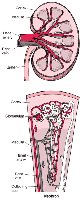 Blood supply to the kidney