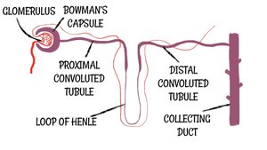 Nephron structure diagram