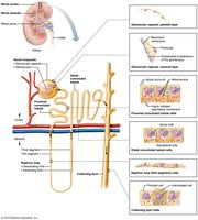 Nephron and collecting duct cell types