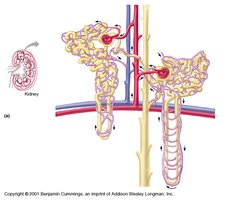 Cortical and juxtamedullary nephron comparison