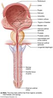 Male urinary system anatomy