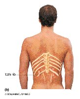 Kidney location relative to ribs and spine