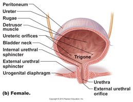 Female urinary system anatomy