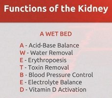 Functions of the Kidney mnemonic