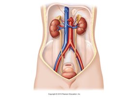 Urinary system organs in the abdomen