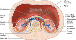 Supportive tissue layers of the kidney