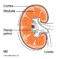 Kidney regions: cortex, medulla, pelvis