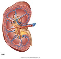 Circulatory pathway through the kidney