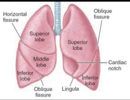 Lobes and fissures of the lungs