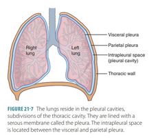 Pleural membranes of the lungs