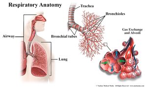 Histology of tracheal mucosa